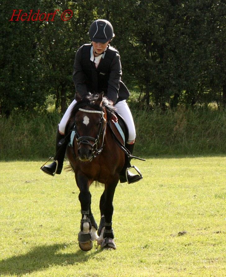 Welsh Pony (sec B) Gribsvads Tango | solgt | - Sofie og Tango, SLR. billede 15