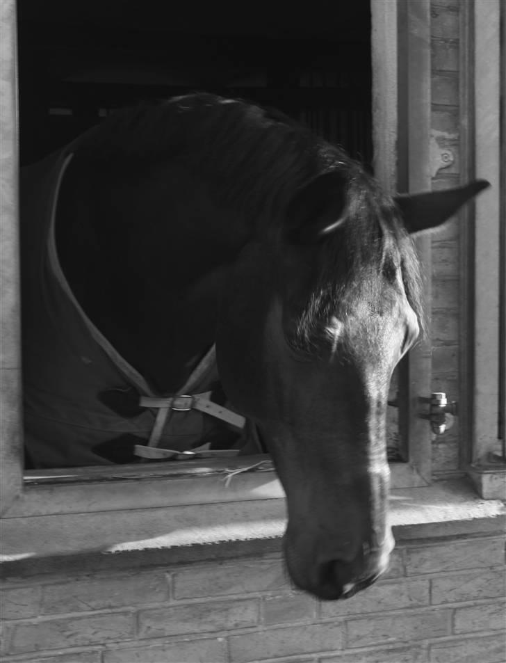 Dansk Varmblod †Timon† - Januar 2009 billede 6