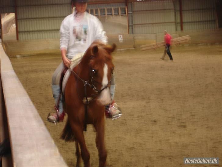 Tysk Sportspony Poersy Pay Aflivet :'( - hos tidligere ejer<3 billede 17