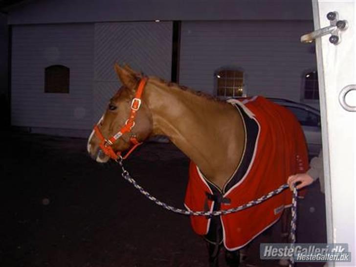 Tysk Sportspony Poersy Pay Aflivet :'( - Stævne på KAR<3 billede 18