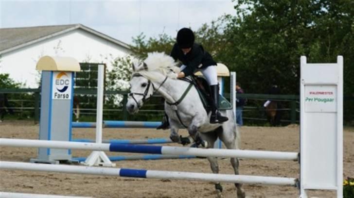 Connemara | Maximilian  - dejlig pony.. :* billede 18