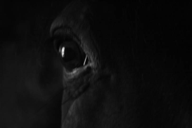 Dansk Varmblod †Timon† - Januar 2009 billede 13