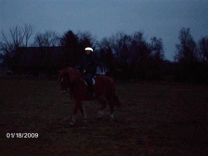 New Forest Tot - Jose på Tot (desværre dårligt billede) billede 6