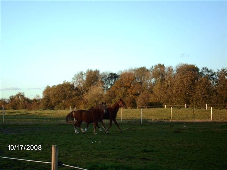 New Forest Tot - Tot og Pax billede 8