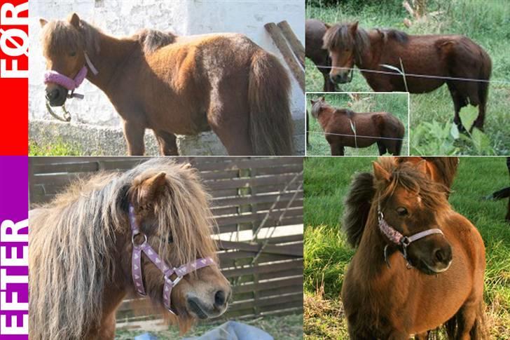 Shetlænder Victoria Ballarina deLUXE - Ja, hun var i en forfærdelig stand, da vi fik hende i sommeren 2008. Her ses før-billeder samt efter billeder sammen. Lille-pigen vejede 50 kg for lidt! billede 2