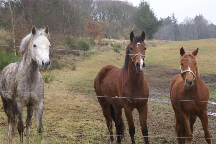 DSP Avalon *Søsters* - Simba, Avalon og Herkules<33 billede 15