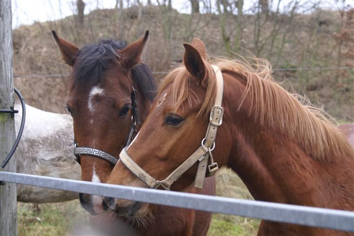 DSP Avalon *Søsters* - Avalon og Herkules <3 billede 16