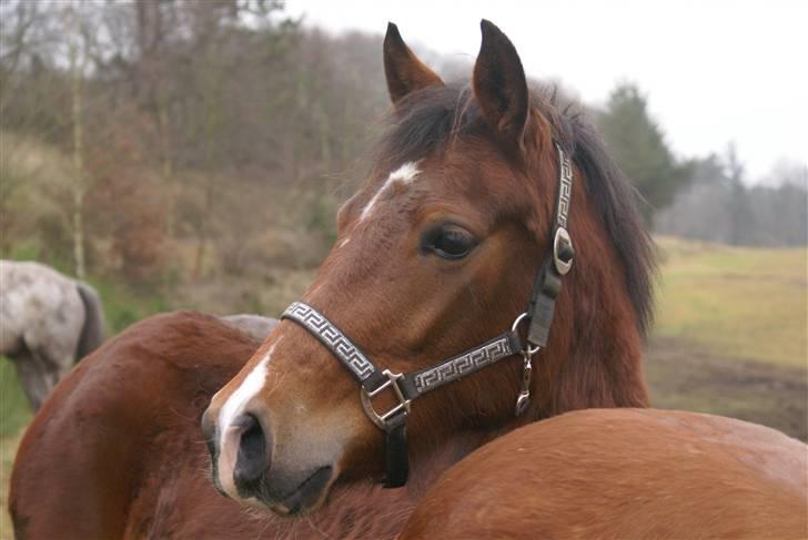 DSP Avalon *Søsters* - Dejlige Avalon=) billede 17