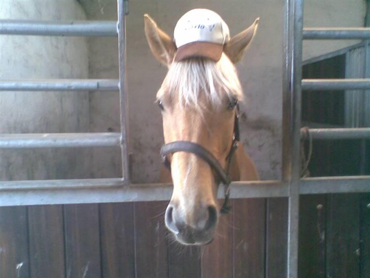 Palomino honey billede 14