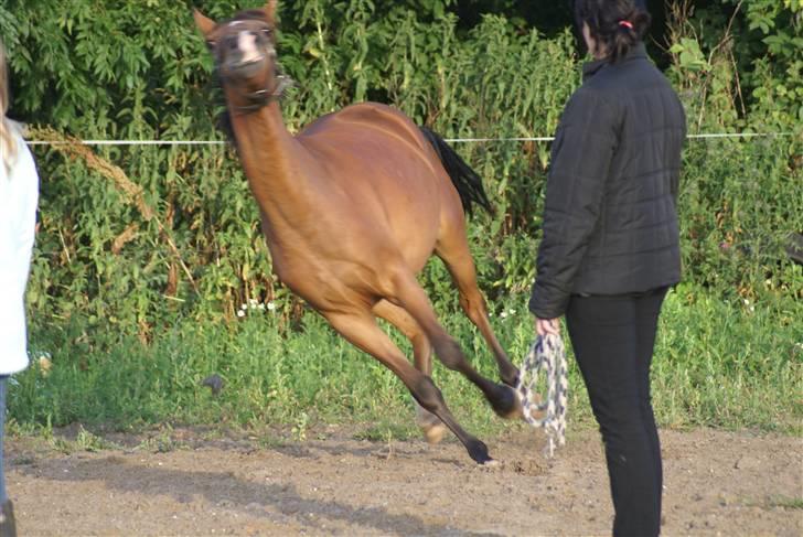 DSP Avalon *Søsters* billede 20