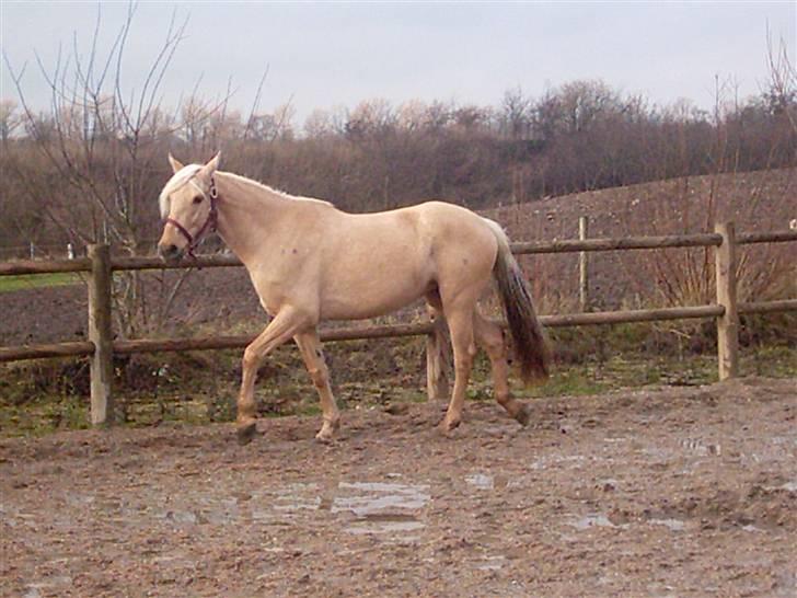 Palomino Quinta - Lidt fri løb på banen. Halen kan blive lidt lysere efter vask *gg* billede 9