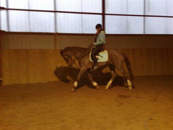 Dansk Varmblod Destiny billede 1