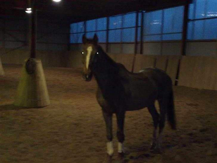 Dansk Varmblod Destiny billede 2