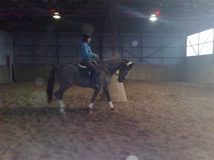 Dansk Varmblod Destiny billede 3