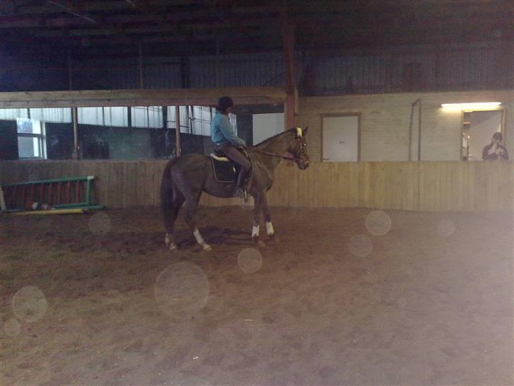 Dansk Varmblod Destiny billede 4