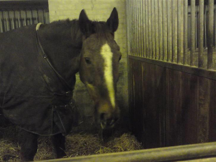 Dansk Varmblod Destiny billede 5