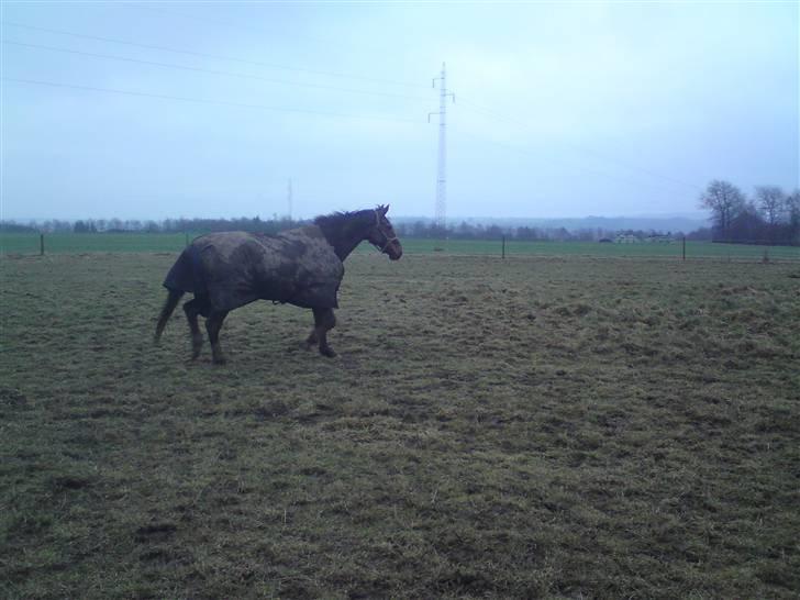 Dansk Varmblod Destiny billede 6