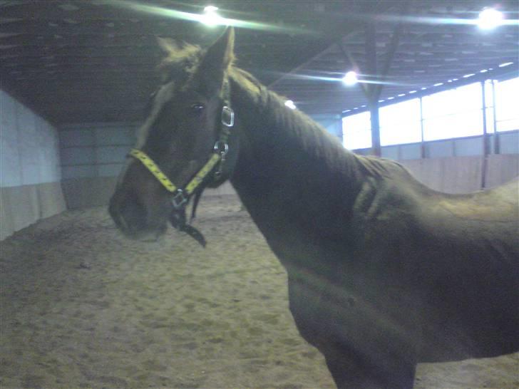 Dansk Varmblod Destiny billede 7