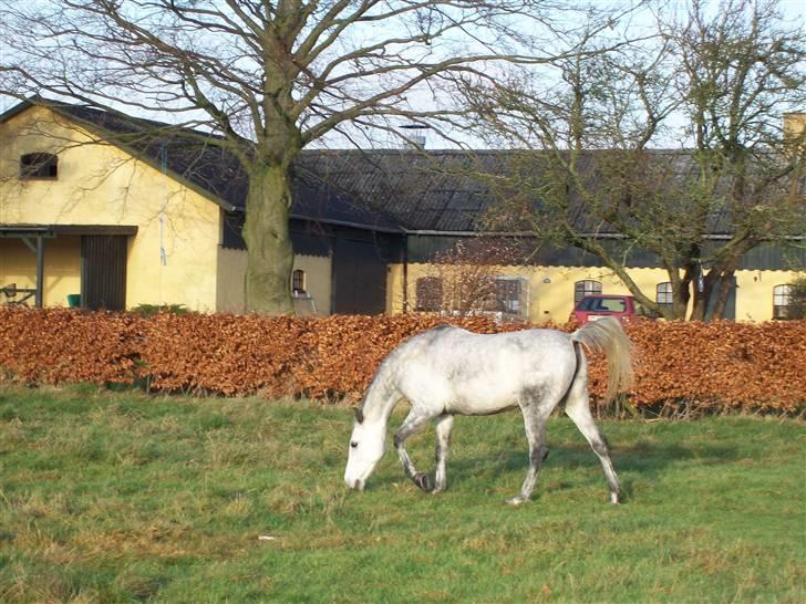 Sportsaraber (A) toujour R.I.P billede 1