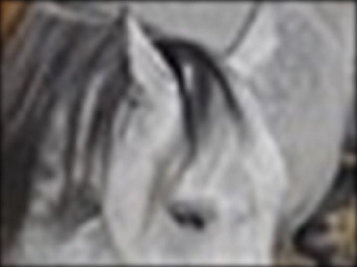 Sportsaraber (A) toujour R.I.P - det godt at ligge ned når man har ømt ben 2010 billede 2