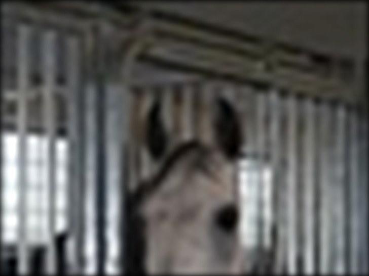 Sportsaraber (A) toujour R.I.P - toujour 2010 billede 3