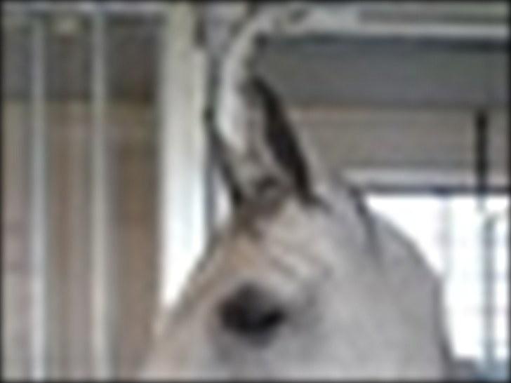 Sportsaraber (A) toujour R.I.P - toujour maj 2010 billede 4