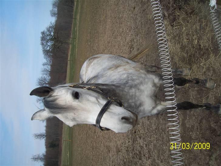 Sportsaraber (A) toujour R.I.P billede 5