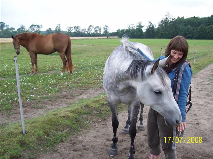 Sportsaraber (A) toujour R.I.P billede 7