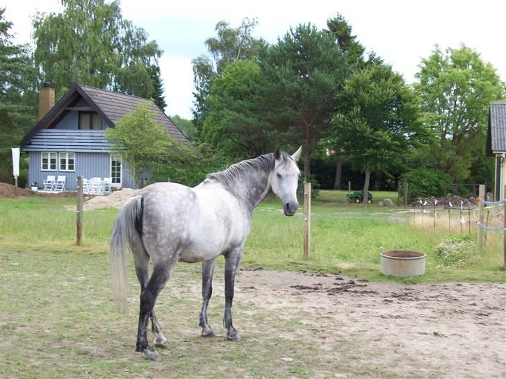 Sportsaraber (A) toujour R.I.P billede 8