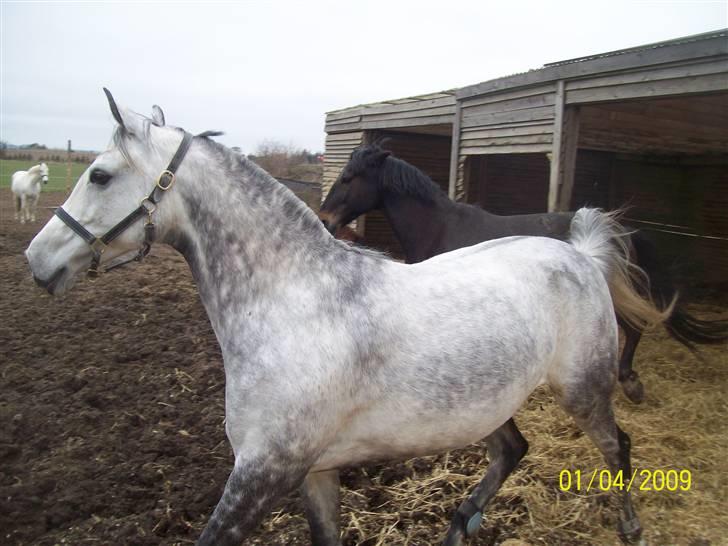 Sportsaraber (A) toujour R.I.P billede 9