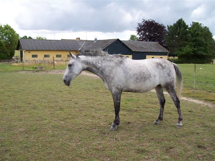 Sportsaraber (A) toujour R.I.P - åh.. den tykke sommergræsningsmave billede 10