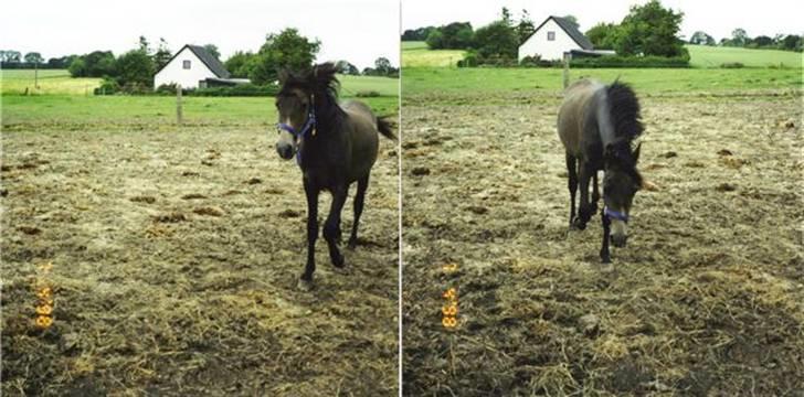 Sportsaraber (A) toujour R.I.P - Toujour som 1 års plag billede 11