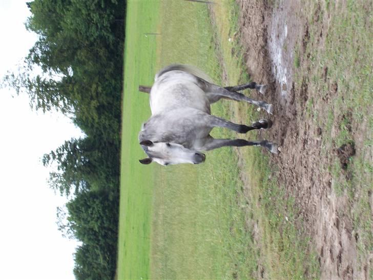Sportsaraber (A) toujour R.I.P billede 12