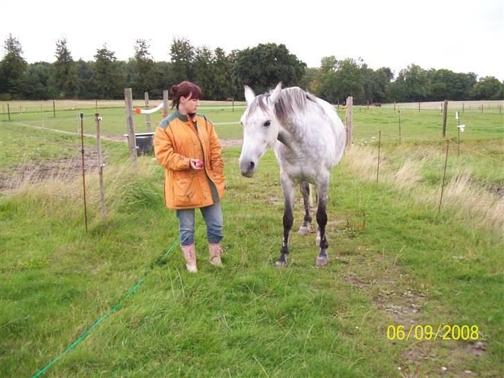 Sportsaraber (A) toujour R.I.P billede 13