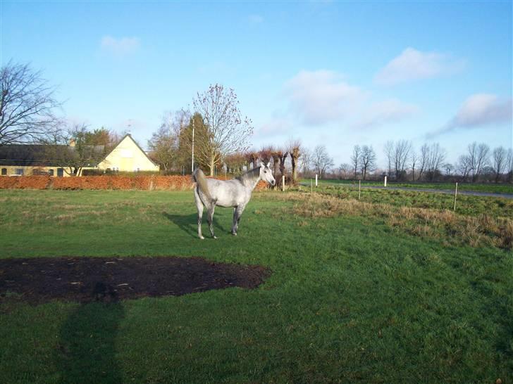 Sportsaraber (A) toujour R.I.P billede 14