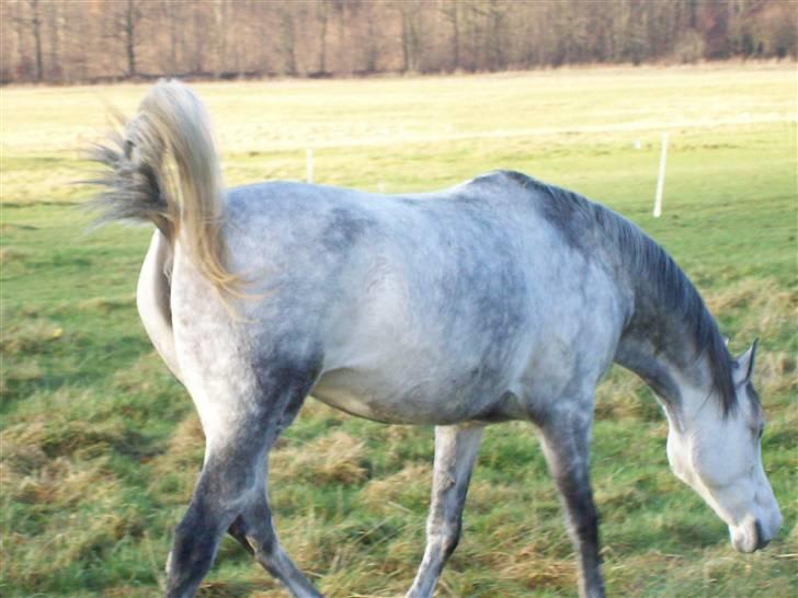 Sportsaraber (A) toujour R.I.P billede 16