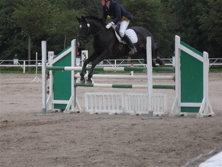 Fuldblod (XX) La Corona - Distriktsmesterskaber 2008 billede 13