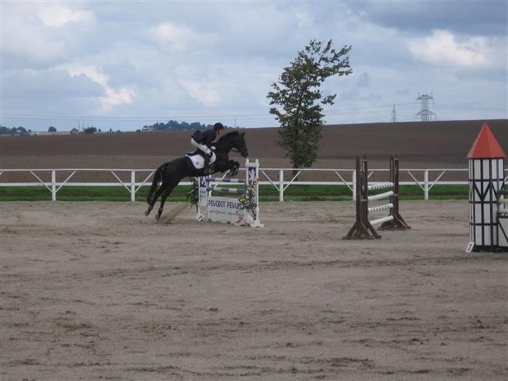 Fuldblod (XX) La Corona - Distriktsmesterskaber 2008 billede 15