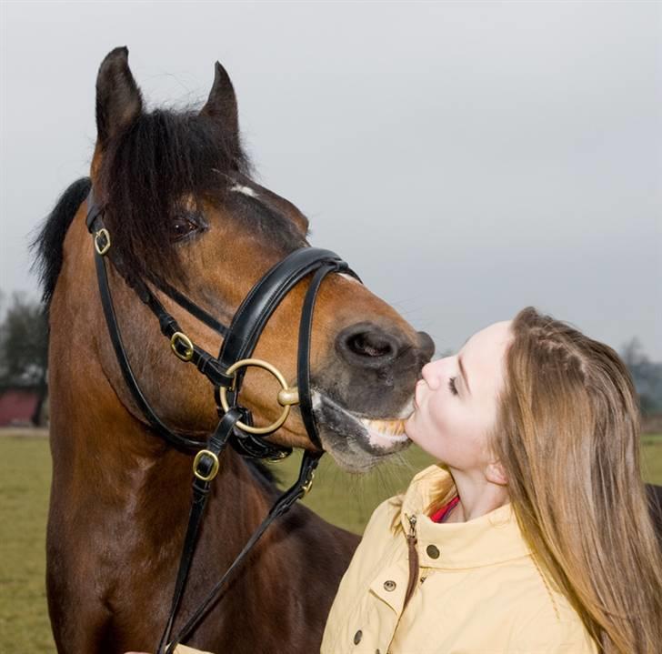 New Forest Sirius Hippios *avls hingst og b pony!* billede 10