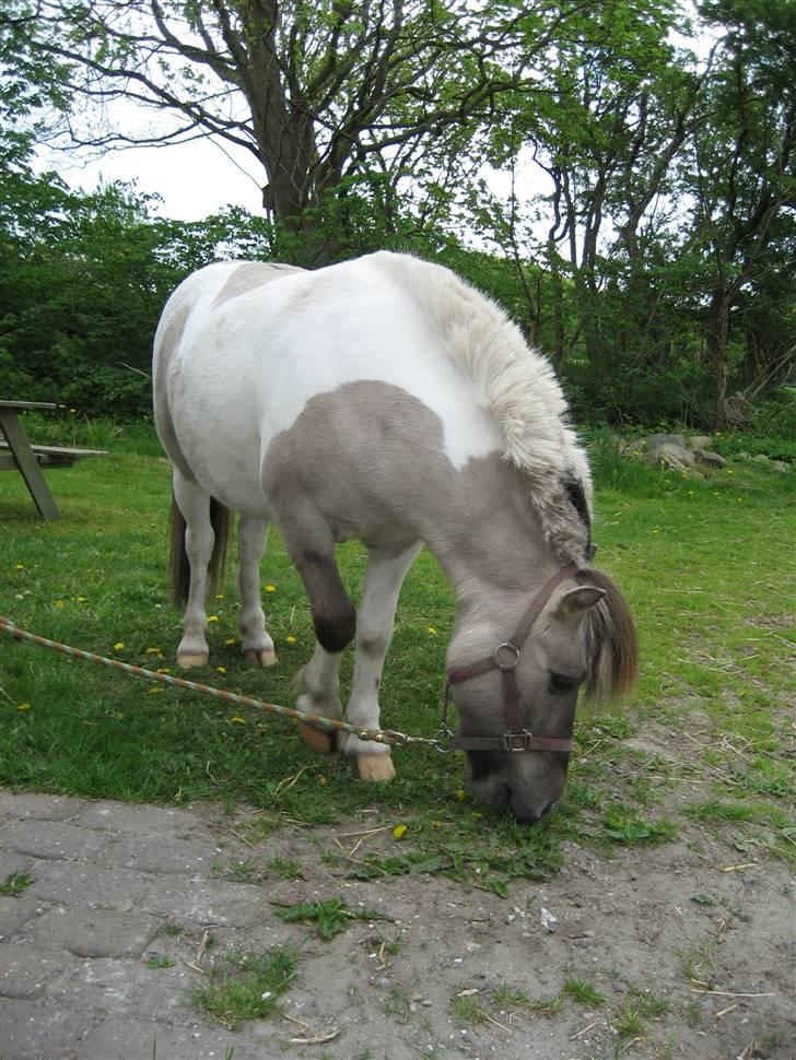 Anden særlig race Aslan. - Aslan. billede 2