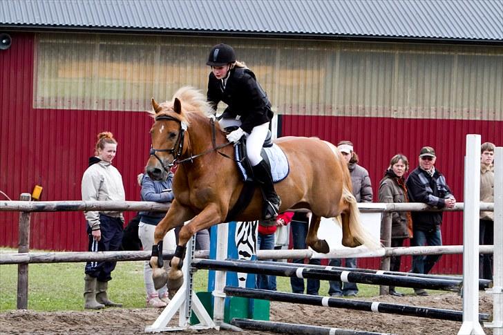 Anden særlig race Angelo af Brønnehøjgaard - Springning(: billede 17