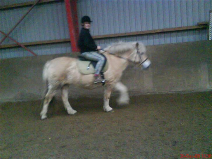 Fjordhest Happy Fjordlyst <3 billede 2