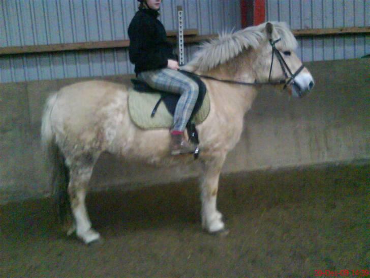 Fjordhest Happy Fjordlyst <3 billede 3