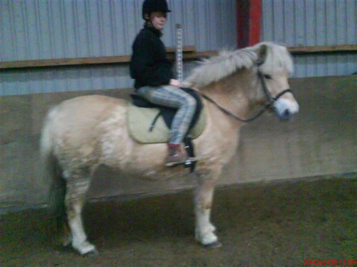 Fjordhest Happy Fjordlyst <3 billede 4