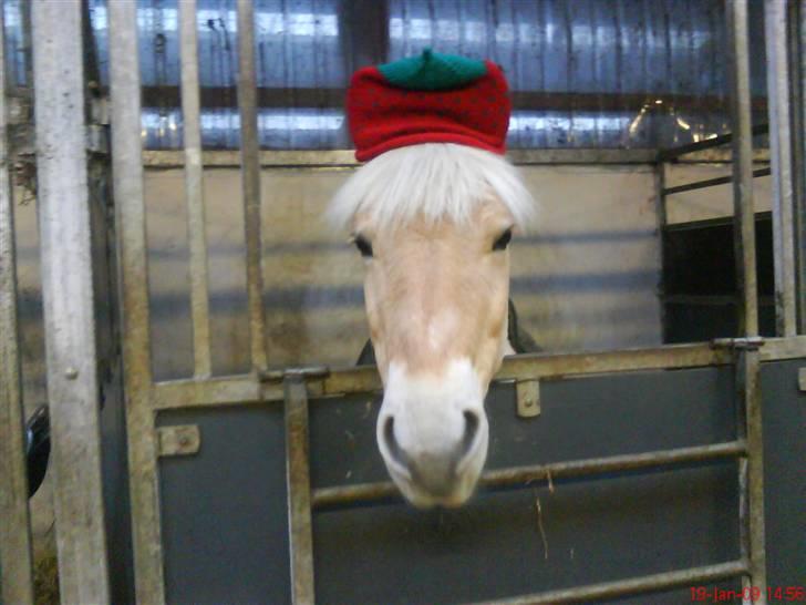 Fjordhest Happy Fjordlyst <3 billede 5