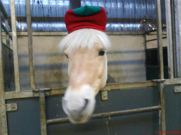 Fjordhest Happy Fjordlyst <3 - se jeg har en jordbær hue på<3 billede 6