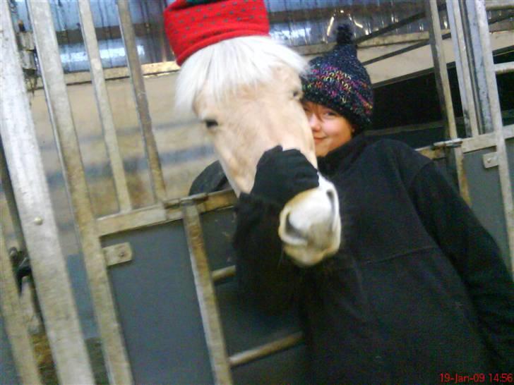 Fjordhest Happy Fjordlyst <3 billede 7