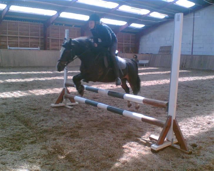 Welsh Mountain (sec A) Laban - Mig og Laban springer (: <3 billede 7