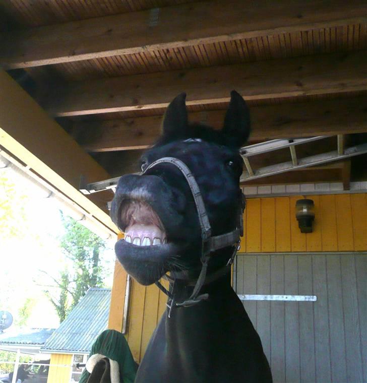 Oldenborg Okholms Gaia<3 - 11)SMIIL :D. ugly pony :P | Du er perfekt<3 billede 11