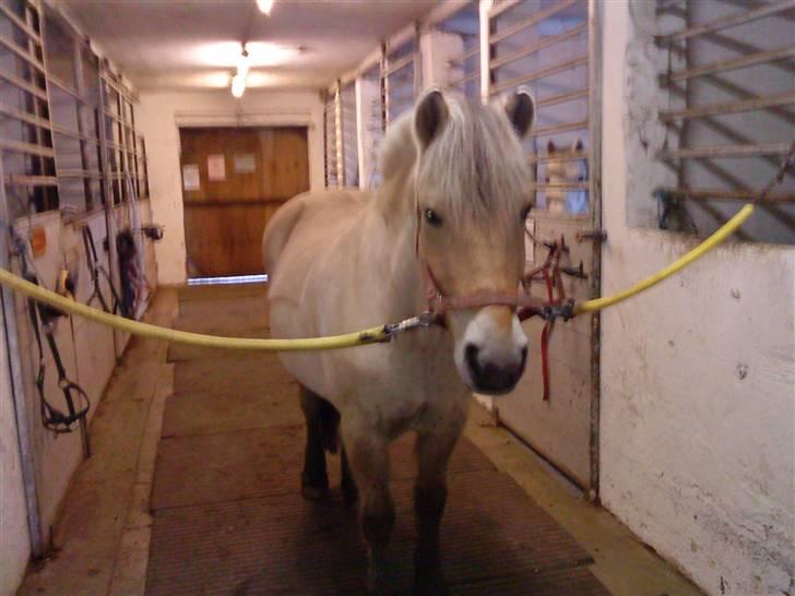 Fjordhest Buller *elevpony* R.I.P billede 2